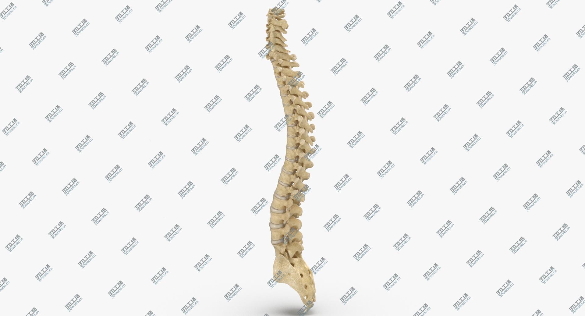 images/goods_img/202104021/3D Human Spine Bones Anatomy With Intervertibral Disks 01/1.jpg
